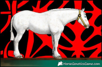 Horse Color:Palomino Pearl Sabino