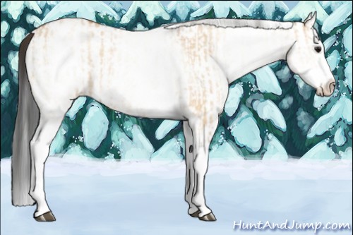 Horse Color:White Spotted Bay Dun Rabicano  and White Spotted Bay Dun Splash Rabicano 
