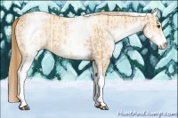Horse Color:White Spotted Red Dun Rabicano  and White Spotted Gold Champagne Dun Rabicano 