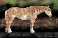 Horse Color:White Spotted Chestnut Frame 