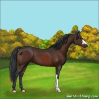 Horse Color:Brown 