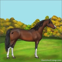 Horse Color:Brown 