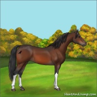 Horse Color:Bay 
