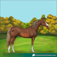 Horse Color:Chestnut 