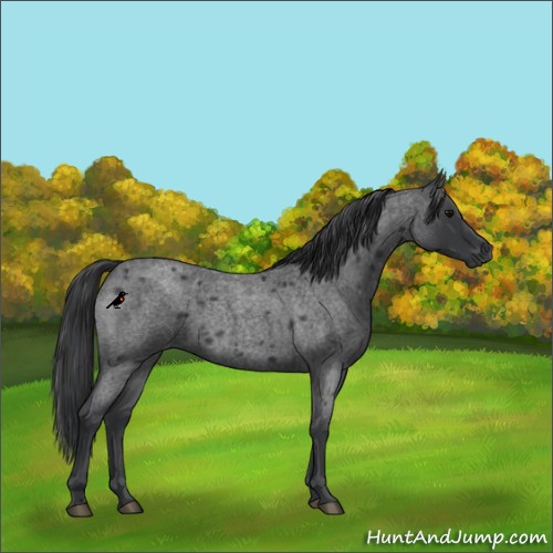 Horse Color:Blue Roan 