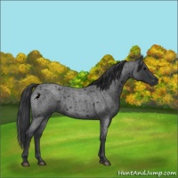 Horse Color:Blue Roan