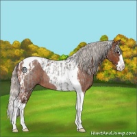 Horse Color:Silver Blue Roan Splash Tobiano and Silver Bay Roan Splash Tobiano