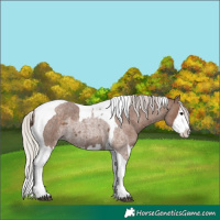 Horse Color:Silver Blue Roan Splash Tobiano  and Silver Blue Roan Splash Tobiano 