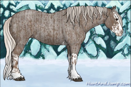 Horse Color:Unknown 