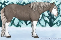 Horse Color:Silver Black Splash 