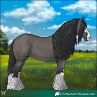Horse Color:Grullo 