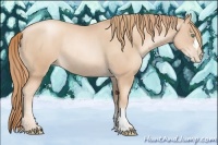 Horse Color:Gold Champagne Pearl Rabicano  and Gold Champagne Pearl Rabicano 