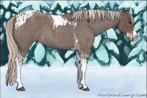 Horse Color:Silver Blue Roan Splash Tobiano  and Silver Blue Roan Splash Tobiano 