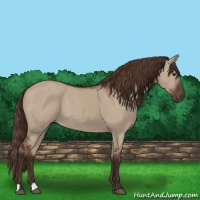 Horse Color:Liver Red Dun 