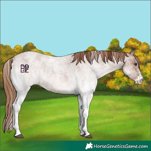 Horse Color:White Spotted Red Roan 