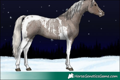 Horse Color:Silver Blue Roan Splash Tobiano and Silver Blue Roan Tobiano