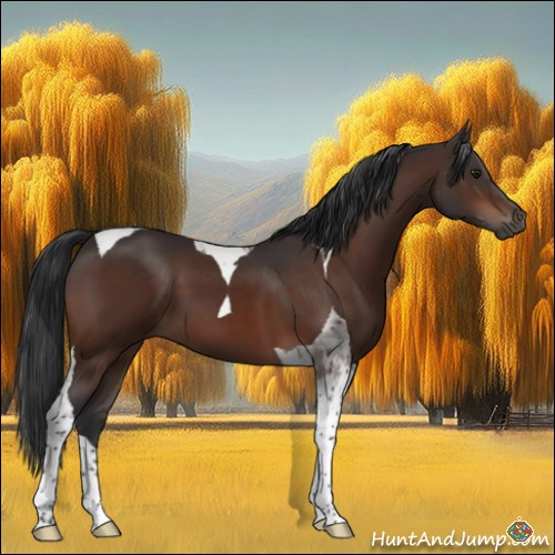 Horse Color:Brown Tobiano