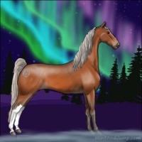 Horse Color:Silver Bay