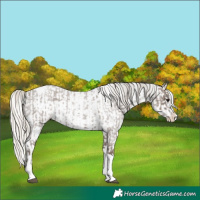 Horse Color:Silver Blue Roan Splash Tobiano  and Silver Blue Roan Splash Tobiano Appaloosa 