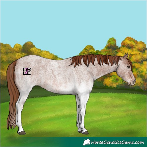 Horse Color:White Spotted Red Roan 