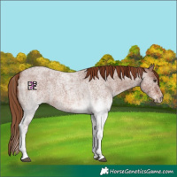 Horse Color:White Spotted Red Roan 