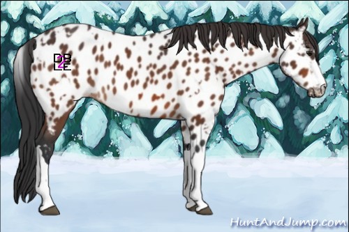 Horse Color:Bay Appaloosa  and Bay Appaloosa 
