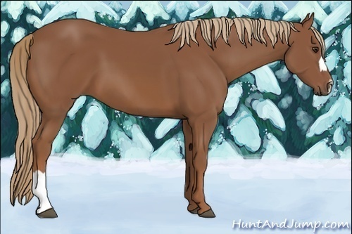 Horse Color:Chestnut 