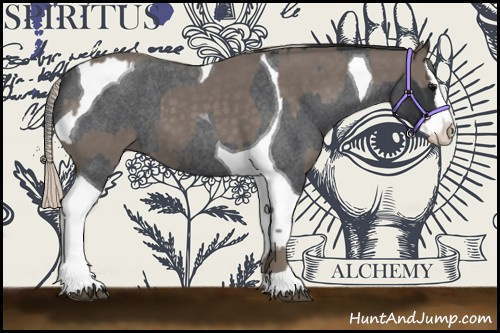 Horse Color:Silver Blue Roan Splash Tobiano  and Blue Roan Splash Tobiano 