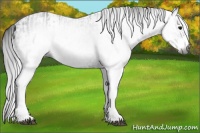 Horse Color:Gray White Spotted Black and Gray White Spotted Black
