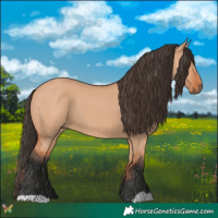 Horse Color:Bay Dun 