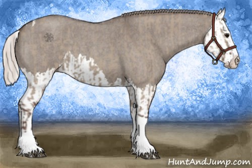 Horse Color:Silver Grullo Roan Splash Tobiano  and Silver Grullo Roan Splash 