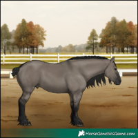 Horse Color:Gray Grullo 