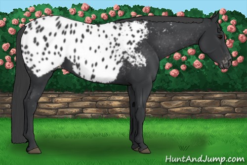 Horse Color:Black Appaloosa