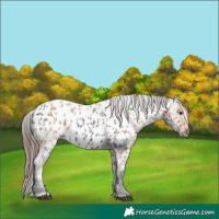 Horse Color:Black Near Leopard  and Bay Near Leopard 