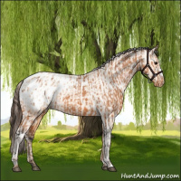 Horse Color:Bay Appaloosa  and Amber Champagne Appaloosa 