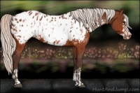 Horse Color:Silver Bay Appaloosa  and Silver Bay Frame Appaloosa 