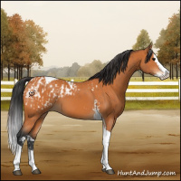 Horse Color:Bay Splash Tobiano Blanket and Bay Splash Tobiano
