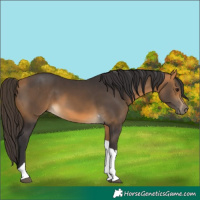 Horse Color:Buckskin Tobiano 
