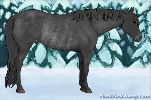 Horse Color:Black Appaloosa Rabicano 