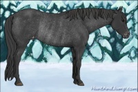 Horse Color:Black Appaloosa Rabicano 