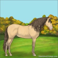Horse Color:Amber Cream Champagne 