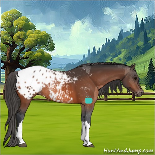 Horse Color:Bay Appaloosa  and Bay Appaloosa 