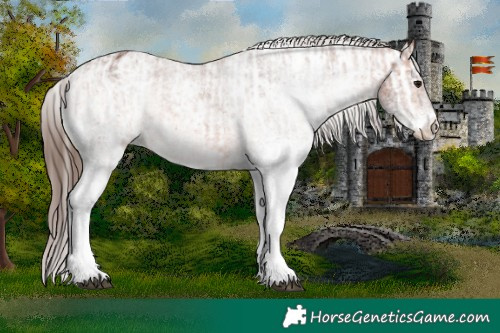 Horse Color:Bay Appaloosa  and White Spotted Bay Appaloosa 