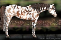 Horse Color:Bay Leopard  and Amber Champagne Leopard 