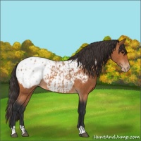 Horse Color:Bay Blanket  and Bay Snowcap 