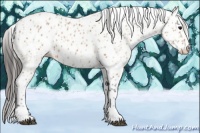 Horse Color:Bay Appaloosa  and Bay Appaloosa 