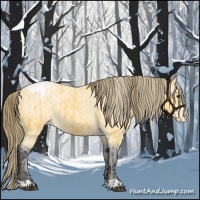 Horse Color:Buckskin Appaloosa and Buckskin Appaloosa