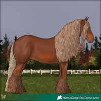 Horse Color:Chestnut 