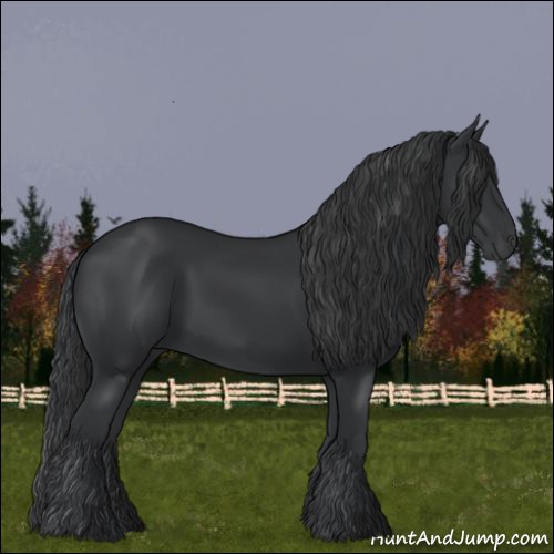 Horse Color:Black 