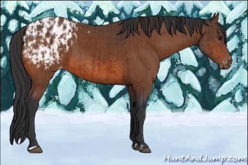 Horse Color:Brown Appaloosa  and Bay Appaloosa 